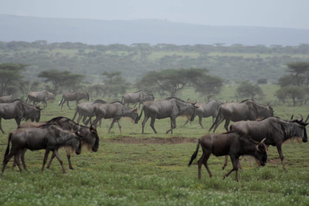 Tanzania wildebeest Reilev Mia